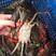 缅甸公蟹螃蟹波格力蟹孟加拉巴基斯坦印尼南非泥蟹香辣迷踪蟹