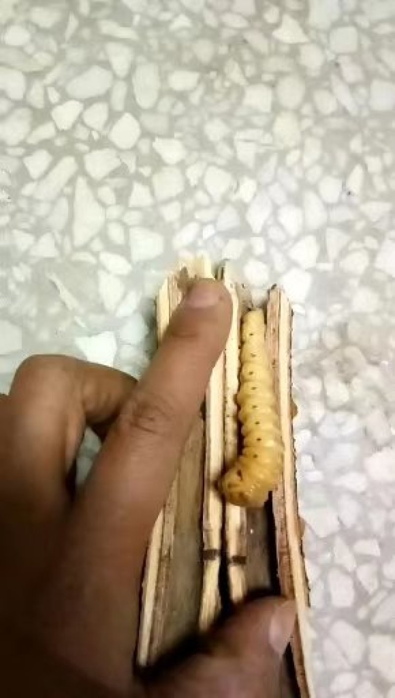 正宗云心实斗米虫吗，假的包退包换