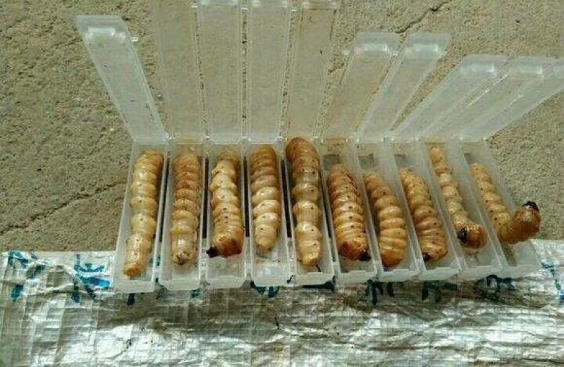 正宗云心实斗米虫吗，假的包退包换