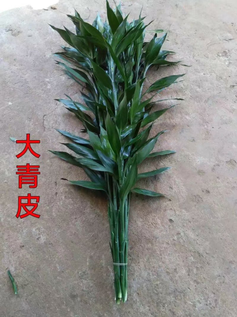大叶富贵竹大竹一米以上大青竹水培竹海南富贵竹基地直发