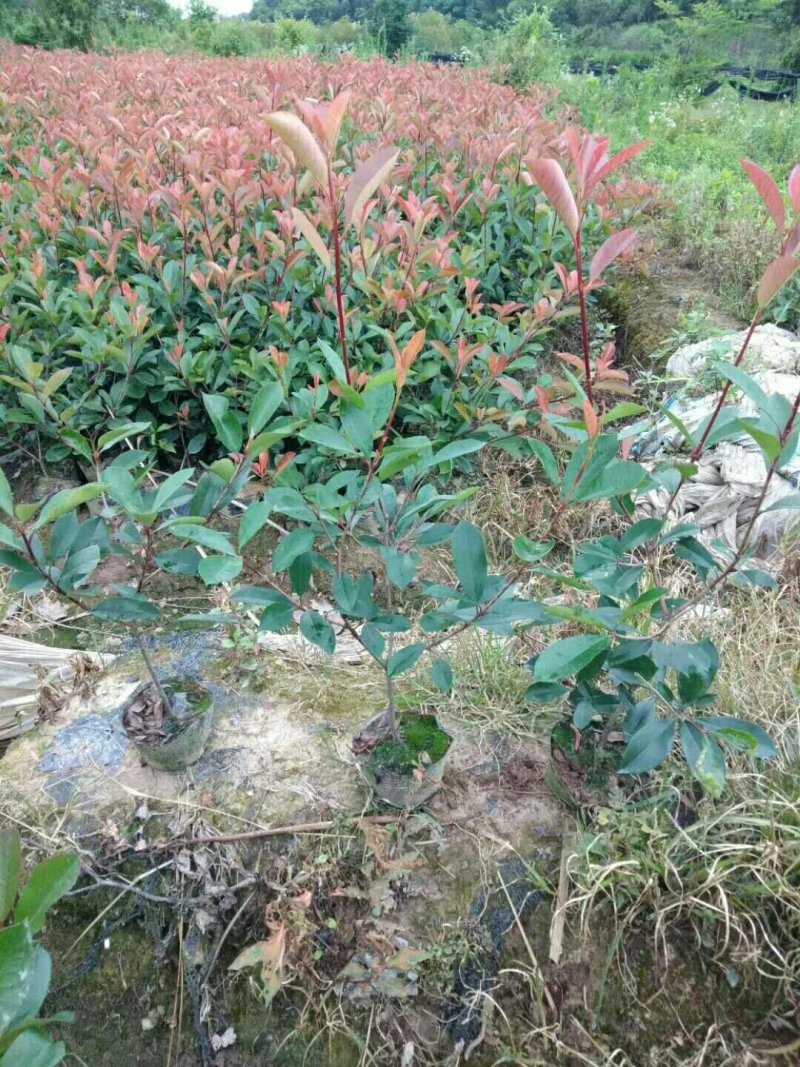 自有红叶石楠容器苗300万，苏北红叶石楠耐寒，好成活