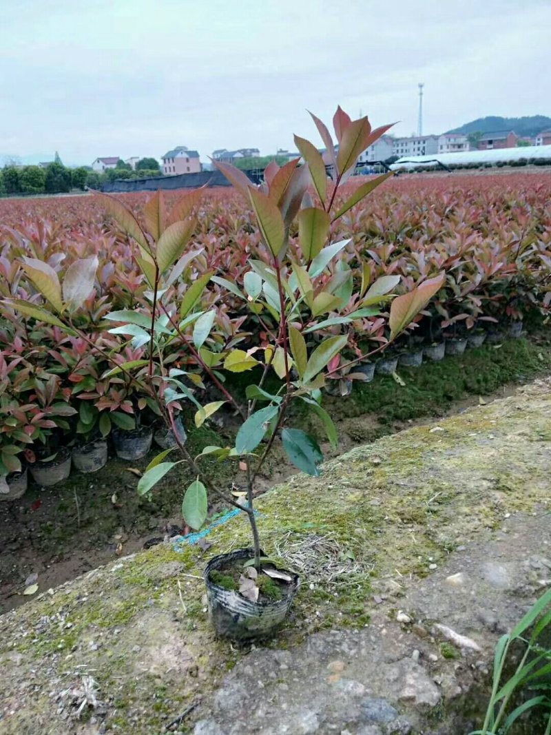 自有红叶石楠容器苗300万，苏北红叶石楠耐寒，好成活