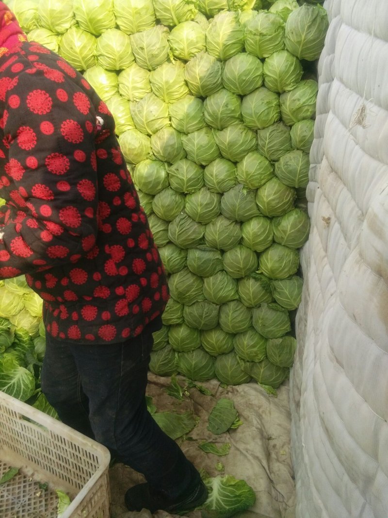 精品甘蓝即将大量上市