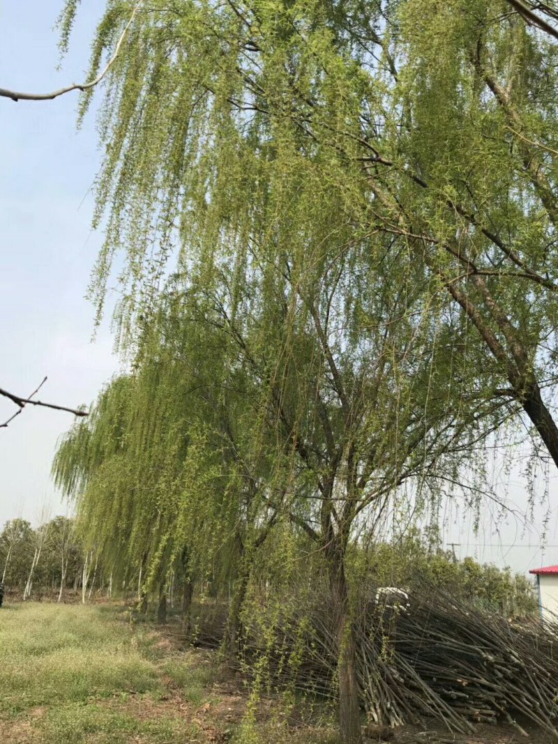 金品垂柳量大供应，品种纯正，规格全面，价格合理