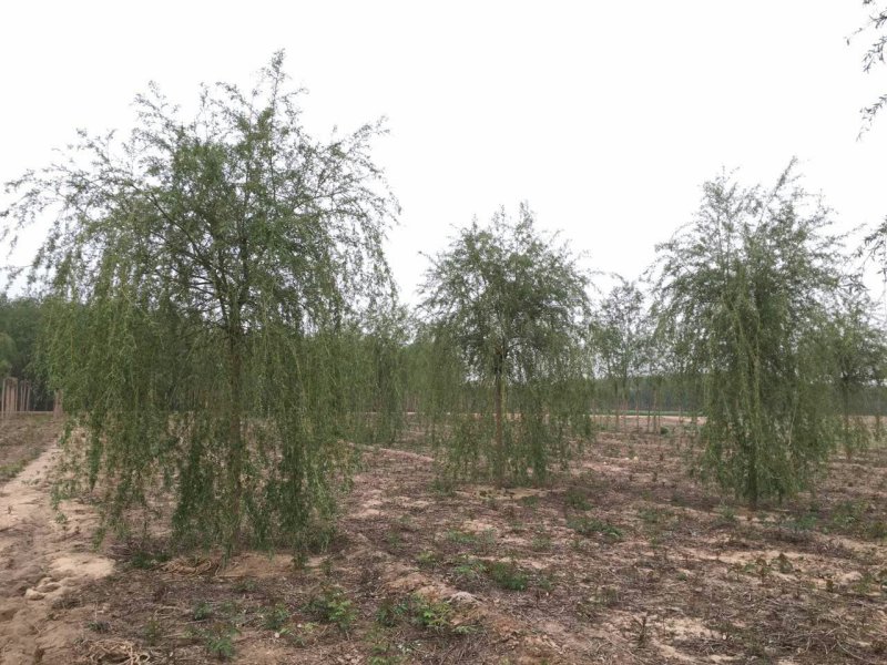 金品垂柳量大供应，品种纯正，规格全面，价格合理