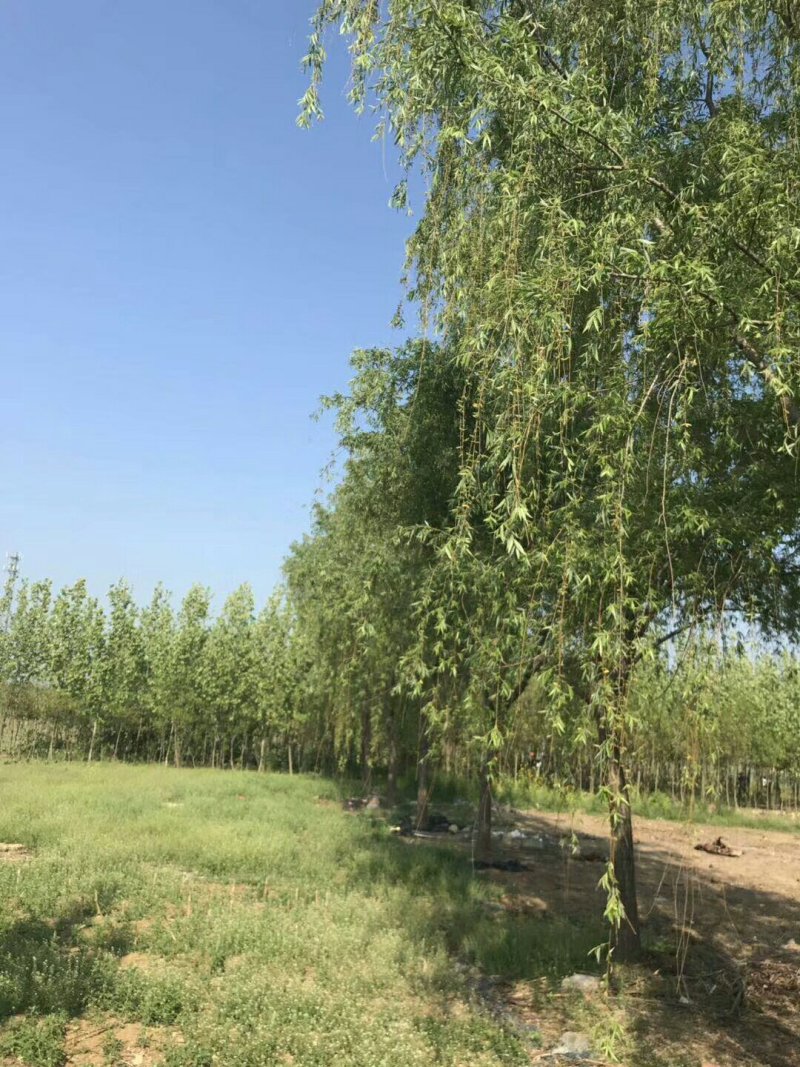 金品垂柳量大供应，品种纯正，规格全面，价格合理
