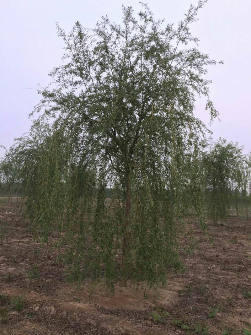 金品垂柳量大供应，品种纯正，规格全面，价格合理