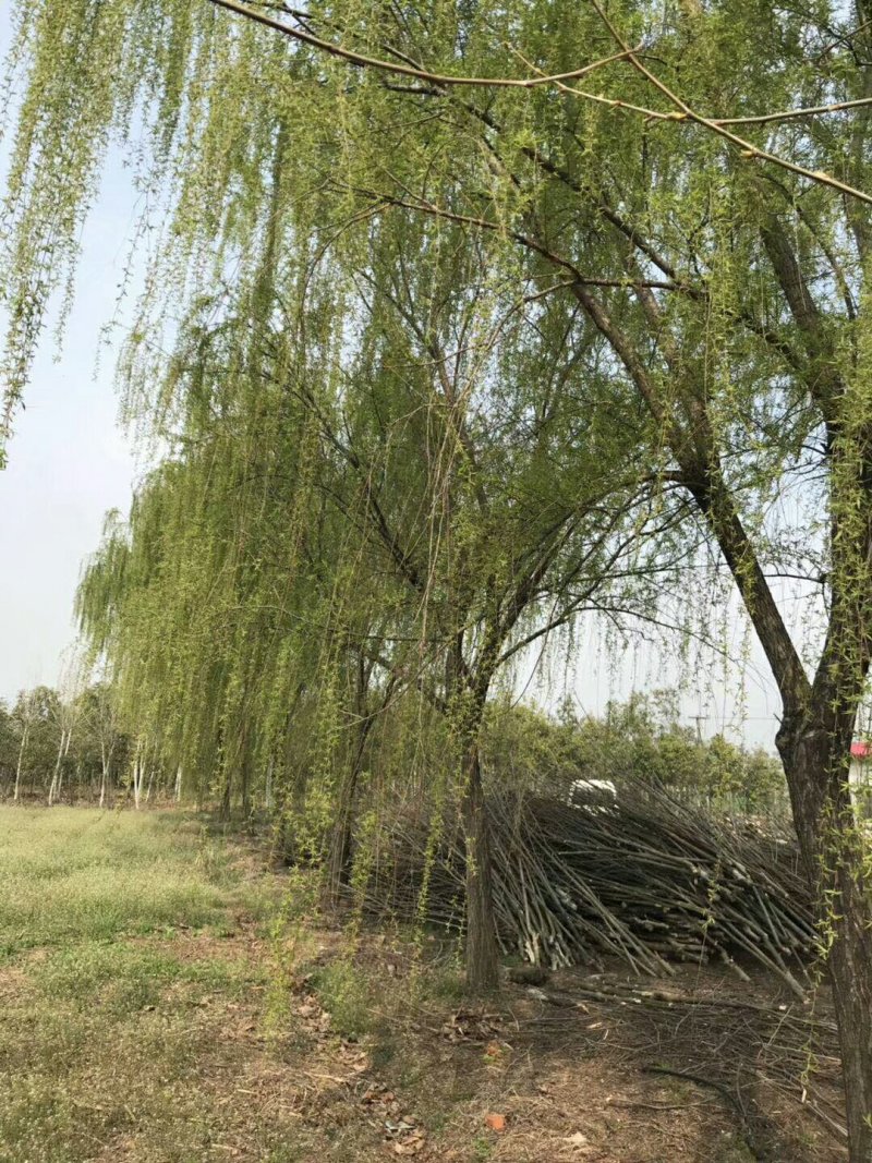 金品垂柳量大供应，品种纯正，规格全面，价格合理