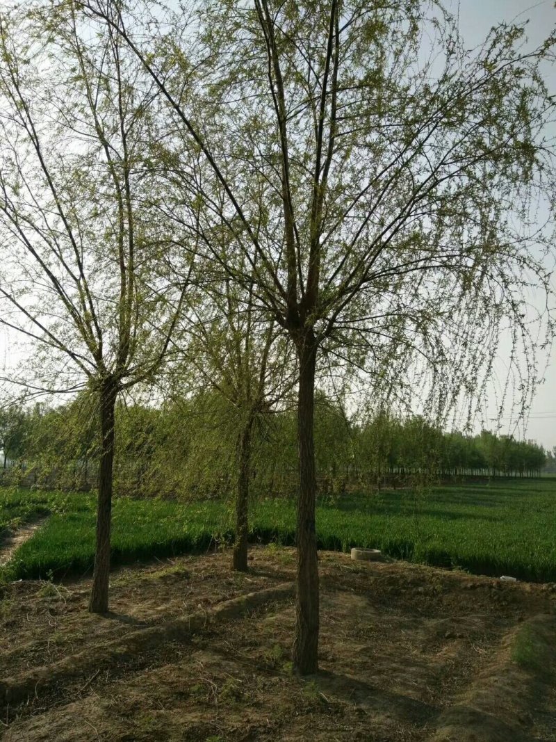 金品垂柳量大供应，品种纯正，规格全面，价格合理