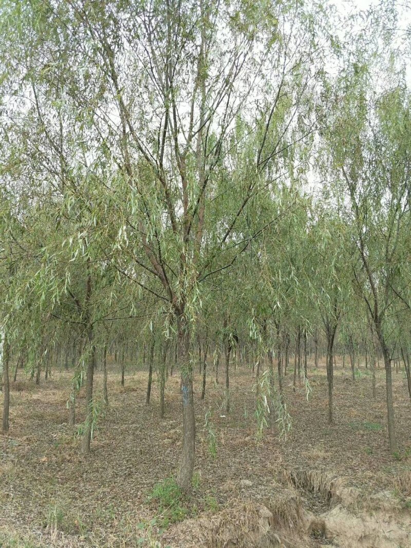 金品垂柳量大供应，品种纯正，规格全面，价格合理