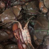 缅甸孟加拉肉蟹3两迷踪蟹肉蟹煲香辣蟹专用蟹