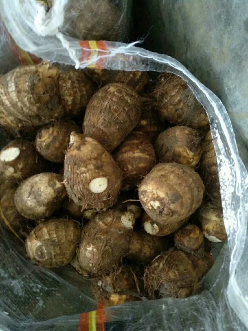 山东芋头8520大量上市，产地大量供应，质量保证