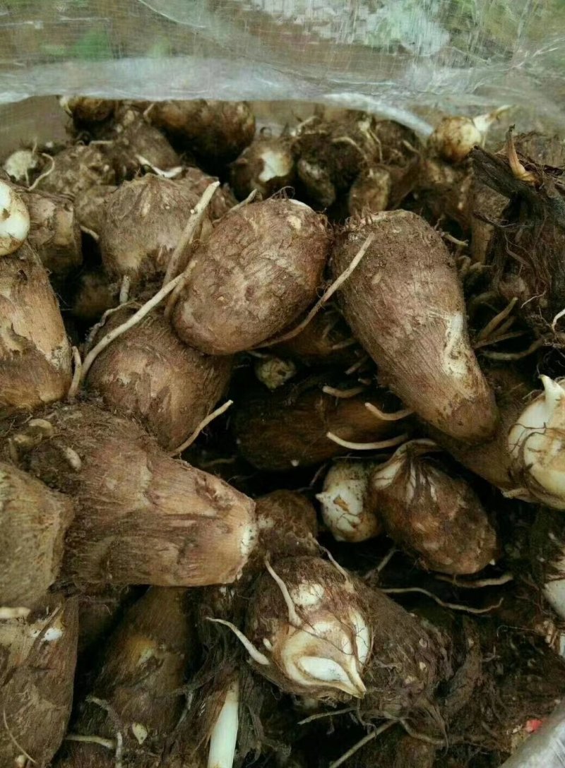 山东芋头8520大量上市，产地大量供应，质量保证