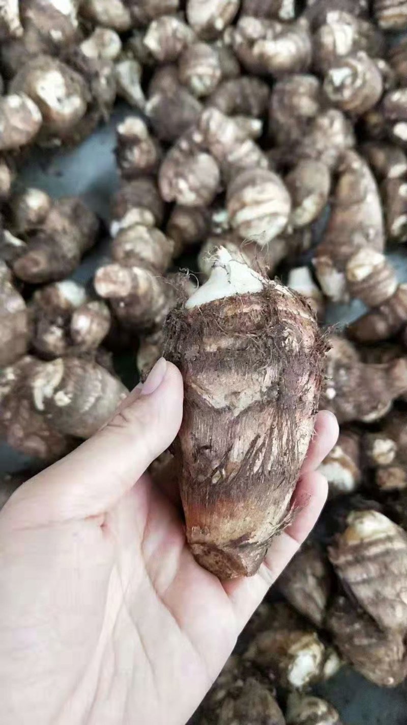 山东芋头8520大量上市，产地大量供应，质量保证