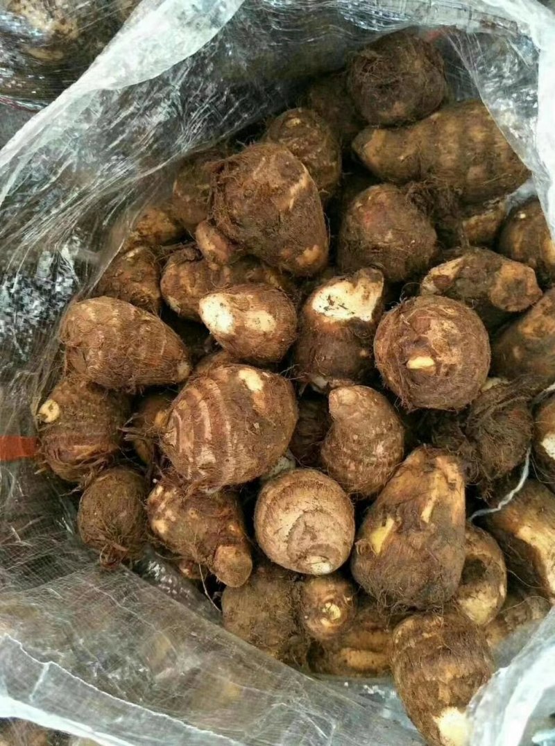 山东芋头8520大量上市，产地大量供应，质量保证
