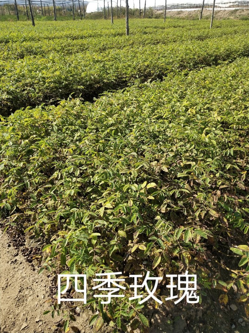 四季玫瑰，多季玫瑰，红玫瑰