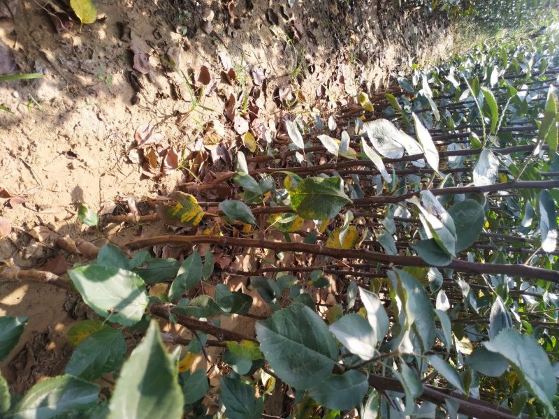 红肉苹果苗品种保证包成活包邮