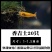观赏虾活体，直接可以下单包邮