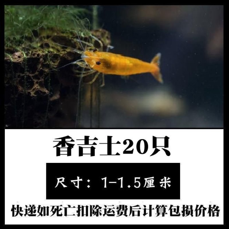 观赏虾活体，直接可以下单包邮