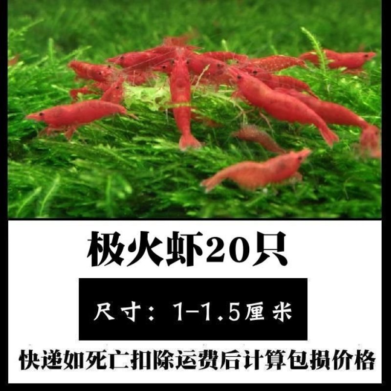 观赏虾活体，直接可以下单包邮