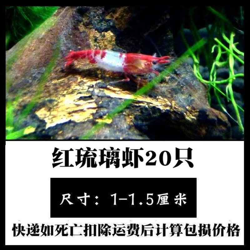 观赏虾活体，直接可以下单包邮