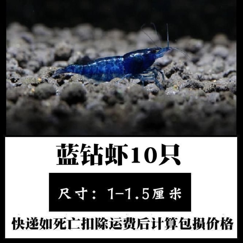 观赏虾活体，直接可以下单包邮
