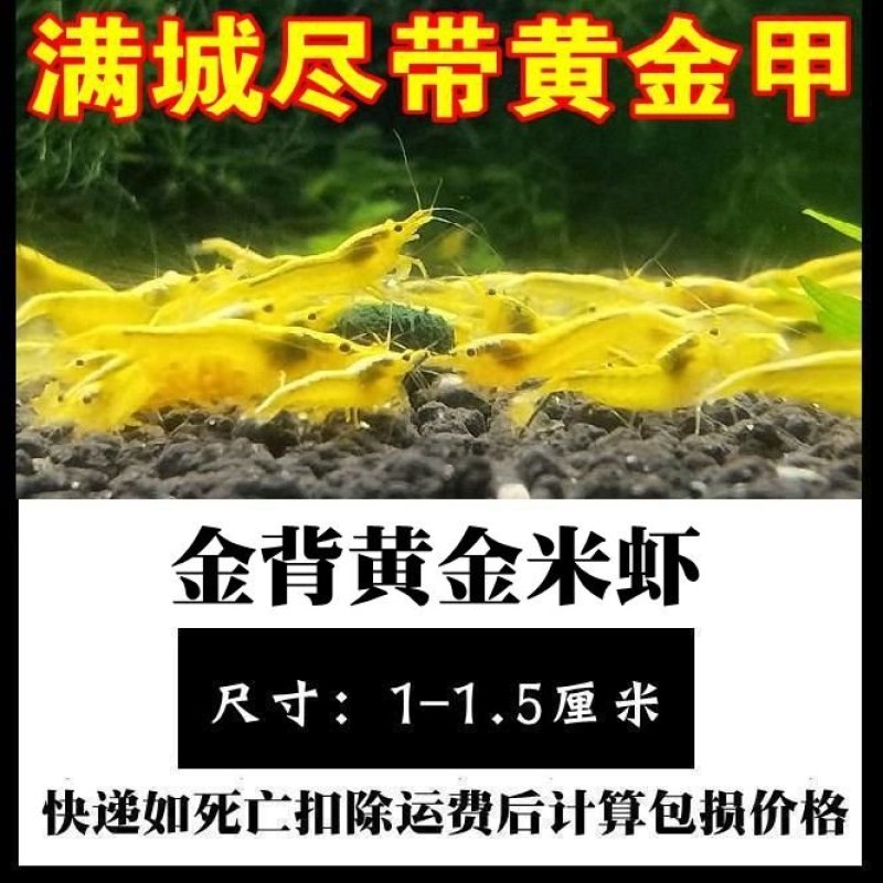 观赏虾活体，直接可以下单包邮