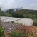 铜钱桉基地转让