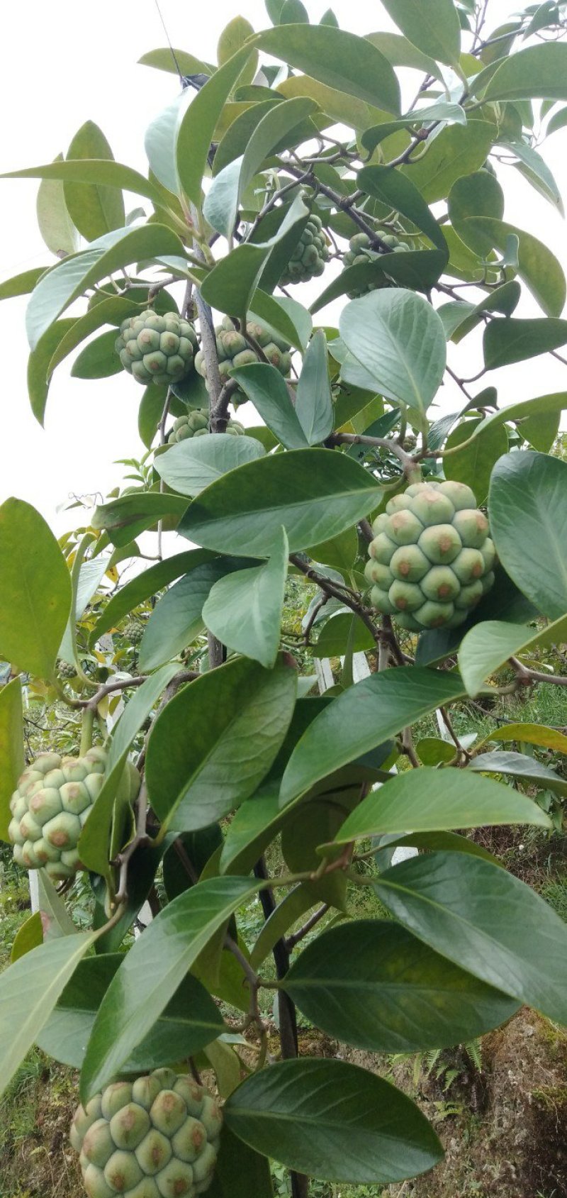 布福娜，黑老虎