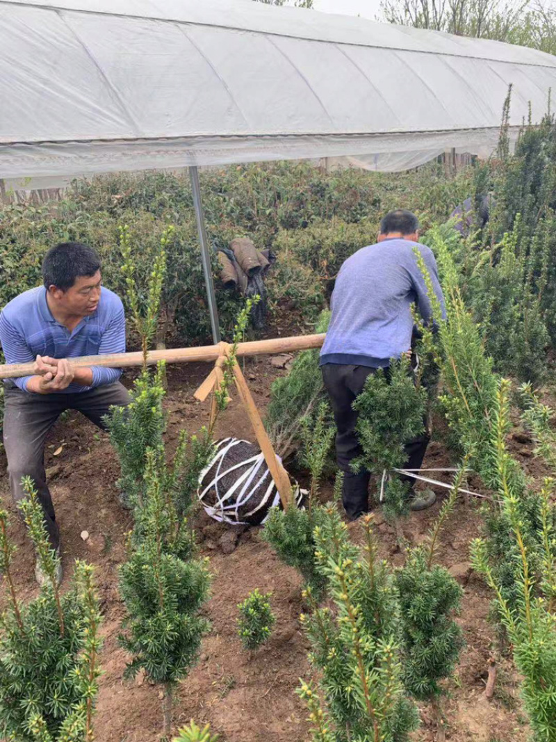 曼地亚红豆杉国槐西府海棠流苏等只要你需要