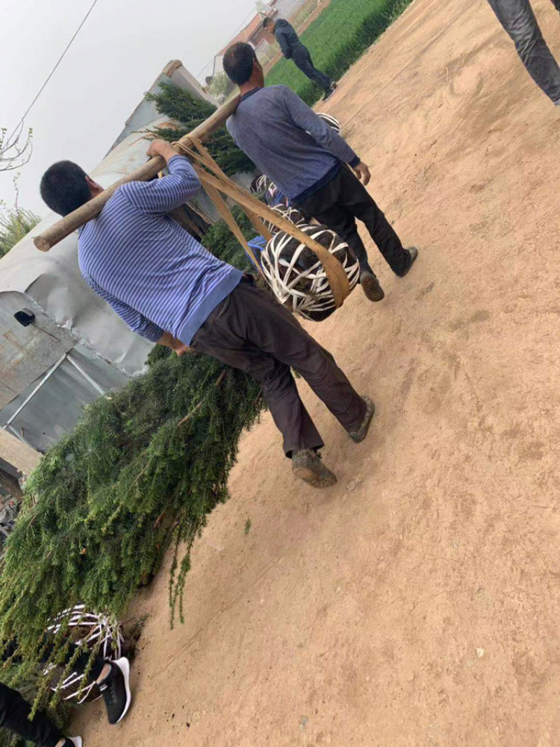曼地亚红豆杉国槐西府海棠流苏等只要你需要