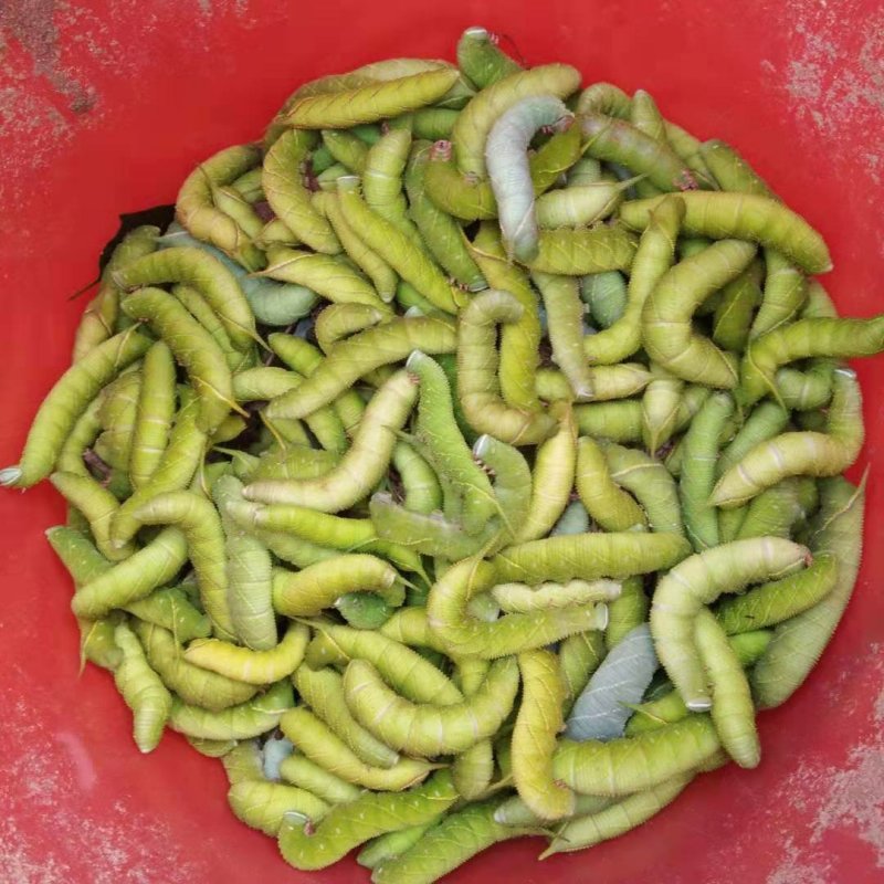 加工好的天然豆丹50元一斤