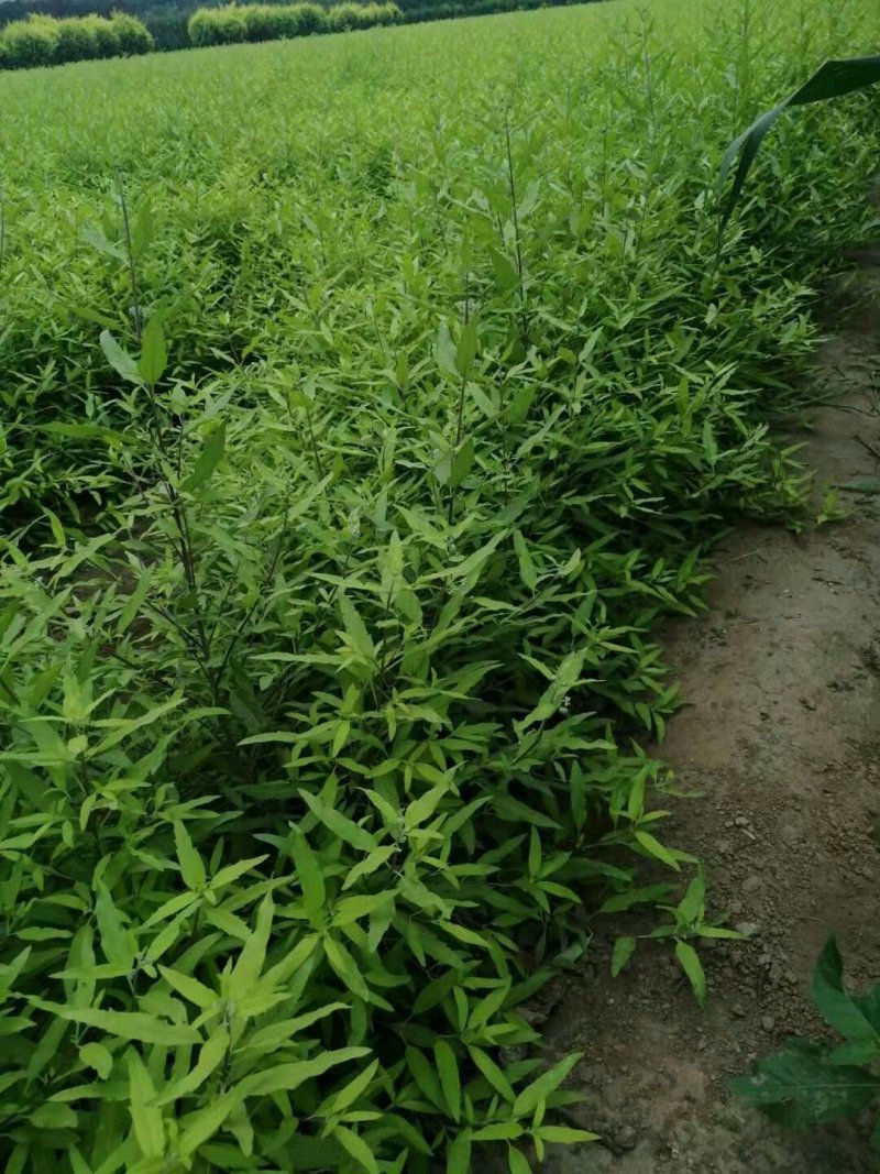 金叶犹金叶莸杯苗20-50公分高产地直销