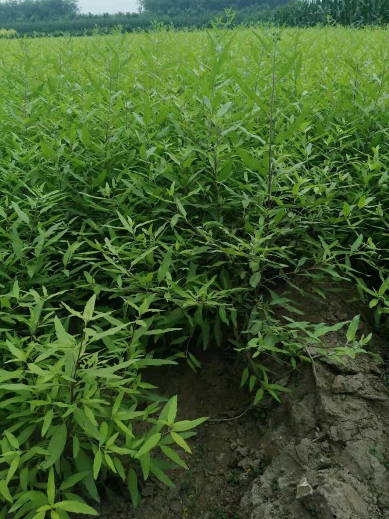 金叶犹金叶莸杯苗20-50公分高产地直销