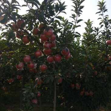 苹果🍎