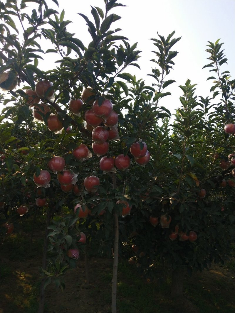 苹果🍎