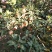 苹果🍎