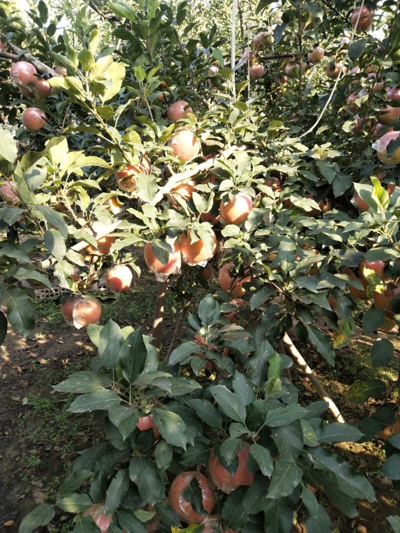 苹果🍎
