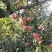苹果🍎