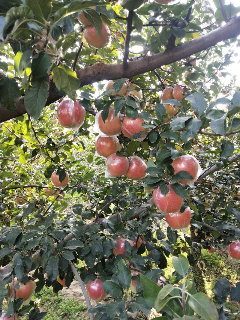 苹果🍎