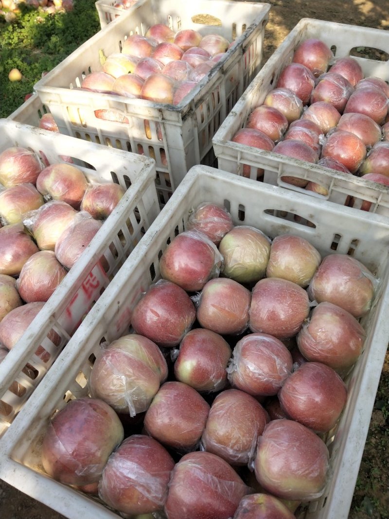 苹果🍎