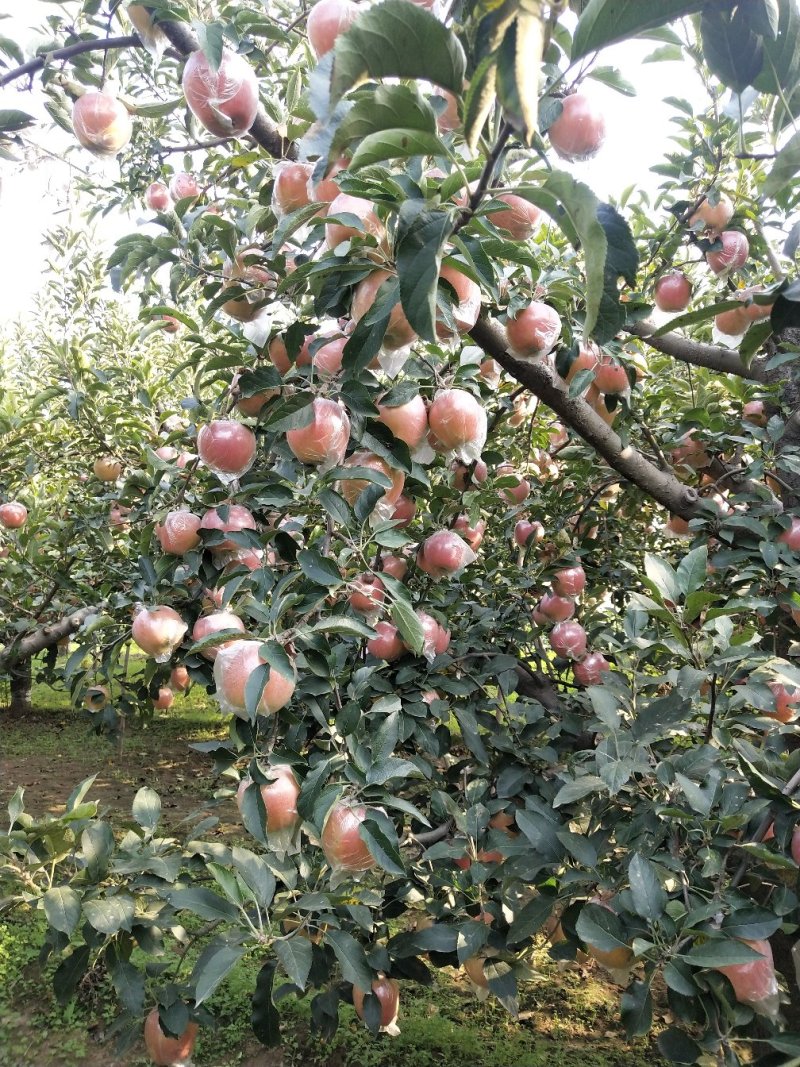 苹果🍎
