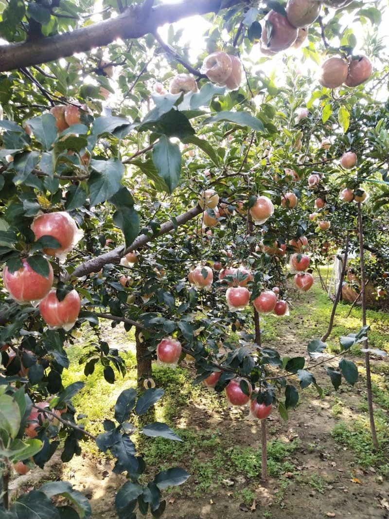 苹果🍎
