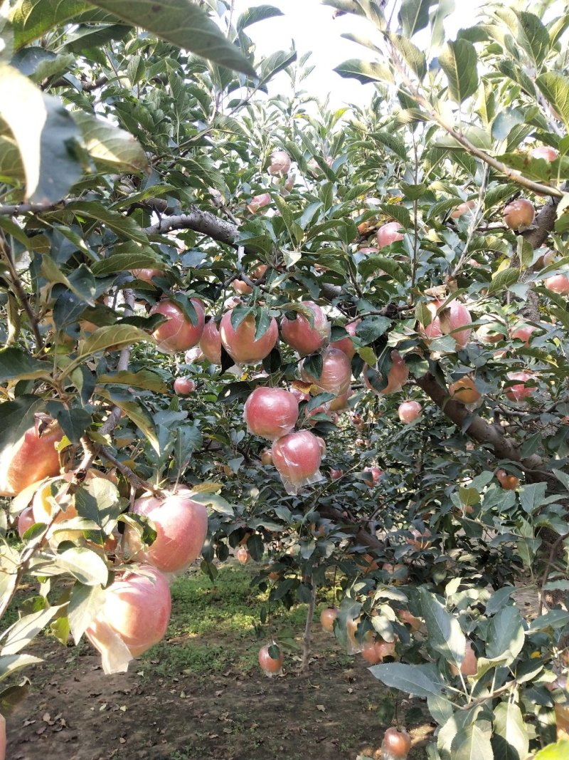 苹果🍎