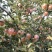 苹果🍎