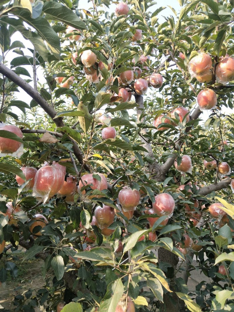 苹果🍎