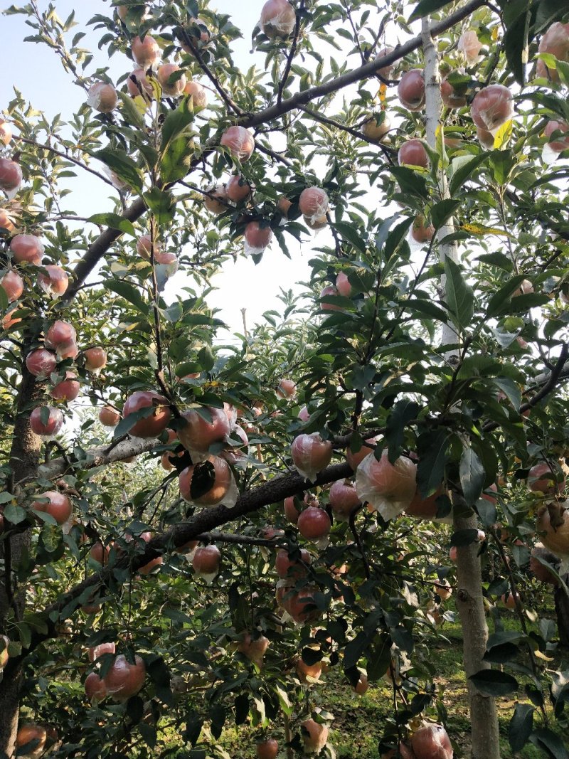 苹果🍎