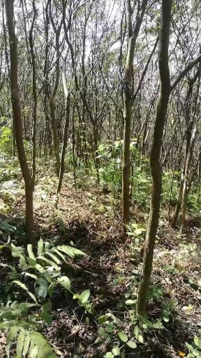 红火球紫薇，木槿，紫荆