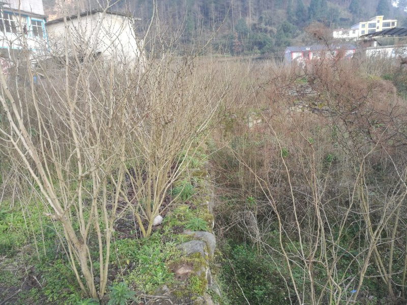 红火球紫薇，木槿，紫荆