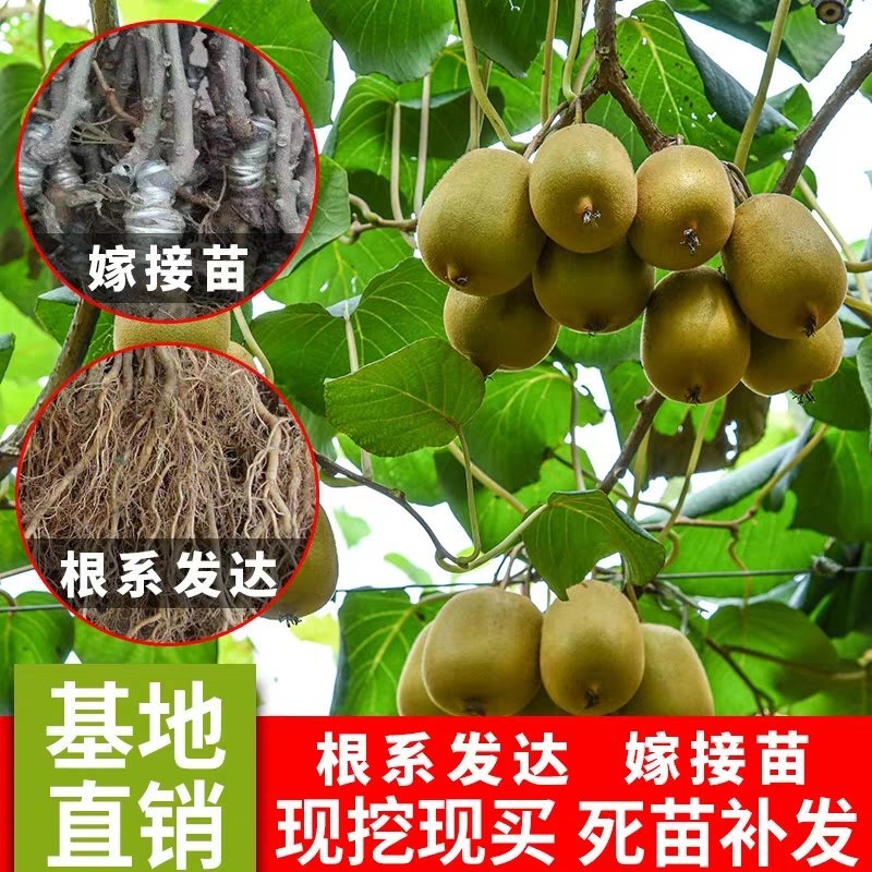 【红心猕猴桃】嫁接苗，香甜可口南方北方都可以种植。